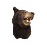 Taxidermy Black Bear Head Mount