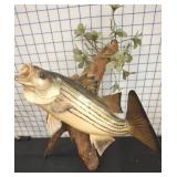 Striped Bass Fish Taxidermy Mount