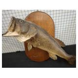 Mounted Bass Fish Taxidermy Wall Plaque