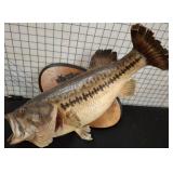 Mounted Largemouth Bass Taxidermy Display