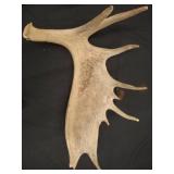 Moose Antler 29x20 Inch Shed