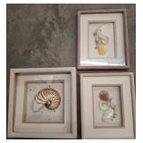 Three Framed Seashell Artworks
