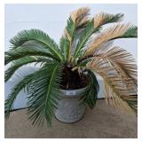 Sago Palm in 14n Plastic Planter
