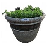 Plastic  Planter with Clover, 20x15 Inches