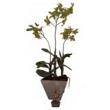 Artificial Orchid and Mini Floral Models