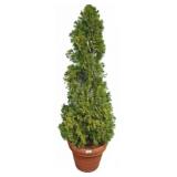 7ft Potted Evergreen Arborvitae