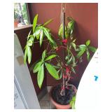 PLANTS