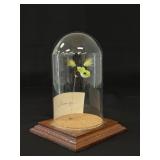 Domed Messinger Frog