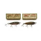 2 Creek Chub Injured Minnows