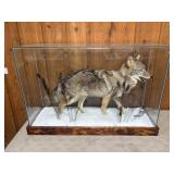 TAXIDERMY COYOTE IN GLASS DISPLAY CASE