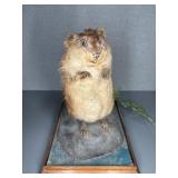 TAXIDERMY MUSKRAT