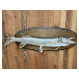 MUSKIE SKIN MOUNT, 33"L