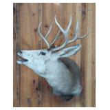 BUCK MOUNT, ~40" T