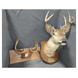 (2) DEER MOUNTS