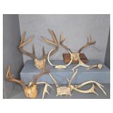 GROUPING OF DEER ANTLERS