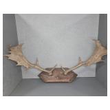 ANTLER MOUNT - FALLOW DEER?