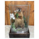 TAXIDERMY WOODCHUCK IN GLASS DISPLAY CASE