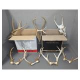 WHITE TAIL DEER SKULLS AND ANTLERS