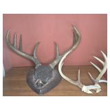RACK MOUNTED AND ANTLERS