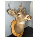 BUCK DEER MOUNT, 12"X16"X18"