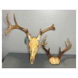 (2) BUCK ANTLER SETS
