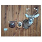 SMALL 8-PNT. DEER MOUNT & 2 ANTLER MOUNTS