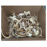 COLLECTION OF DEER ANTLERS