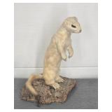 WEASEL/ERMINE TAXIDERMY