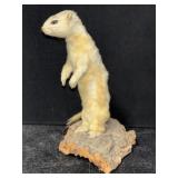 WEASEL/ERMINE TAXIDERMY, 8"T