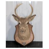 Mounted Deer Head Taxidermy Display on Plaque