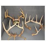 Deer Antlers with Mount