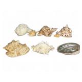 Large Assorted Sea Shells
