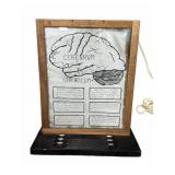 Illuminated Brain Diagram Educational Display