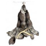Silver Fox (?) Pelts and Deer Antler Shed