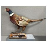 Mounted Pheasant Taxidermy on Wood Base