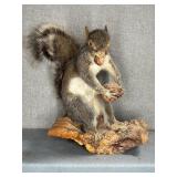 Taxidermy Squirrel on Wood Base, 11" T