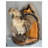 Mounted Ruffed Grouse Taxidermy on Wood Plaque