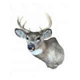 Taxidermy Deer Shoulder Mount 16x15x20 in