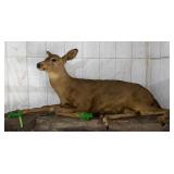 Taxidermy Deer Mount 6