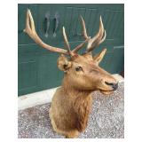 Large Elk Shoulder Mount Taxidermy