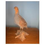 Taxidermy Partridge Mount on Wood Base 13"