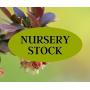 NURSERY STOCK FLASH AUCTION