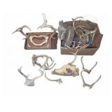 Deer Antlers and Animal Skull Collection