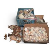Large Collection Of Decorative Seashells