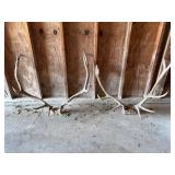 (2) Elk Antler Mounts, ~36' Wide