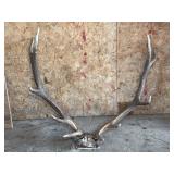 Mounted Elk Antlers 35' W