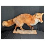 Red Fox Full Body Taxidermy Mount