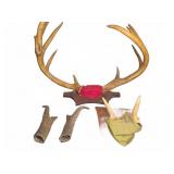 Mounted Deer Antlers and Antelope Horns