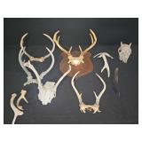 Deer Antlers and Animal Skull Lot
