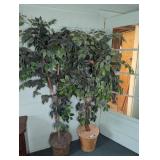 (2) Artificial Ficus Trees in Woven Baskets
